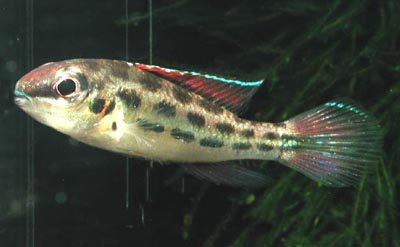 Dicrossus sp. Tapajos